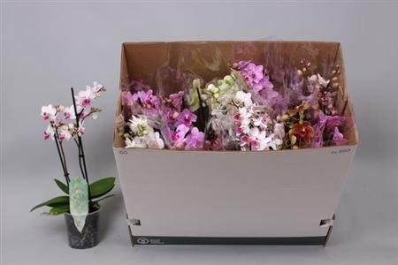<h4>Phal Mf Gem 8 Kl 2 Branches 30+</h4>