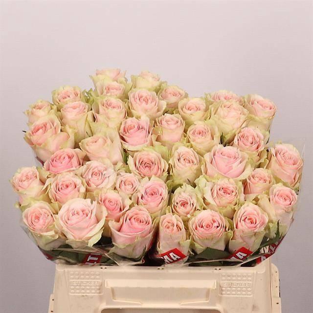 <h4>R GR FRUTTETO</h4>