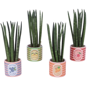 Sansevieria Cylindrica Straight 11 Leaf in Ceramic Pot Fruit