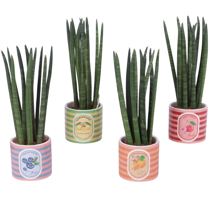<h4>Sansevieria Cylindrica Straight 11 Leaf in Ceramic Pot Fruit</h4>