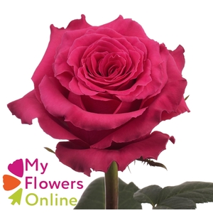 R Gr Full Monty Hot Pink 50cm EC