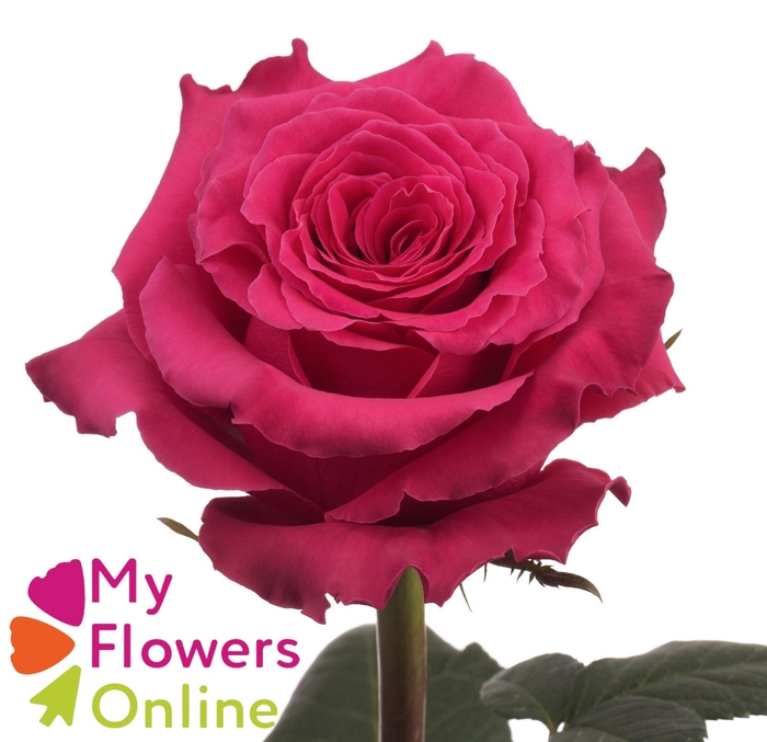 R Gr Full Monty Hot Pink 50cm EC