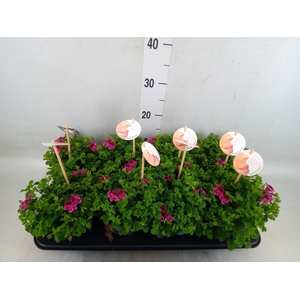 Pelargonium gran.   ..