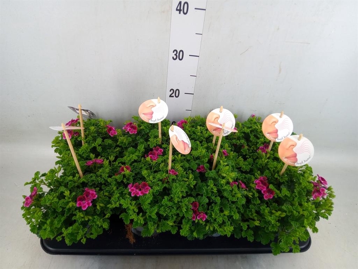 <h4>Pelargonium gran.   ..</h4>