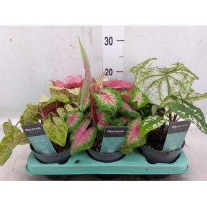 Caladium   ...mix