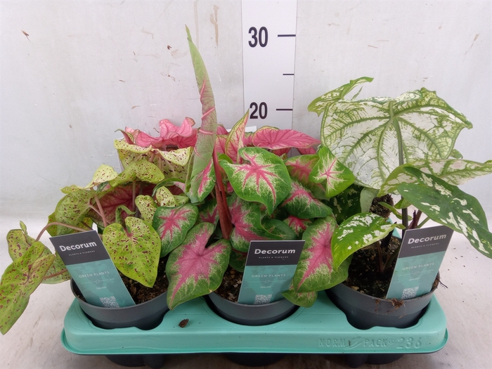 <h4>Caladium   ...mix</h4>