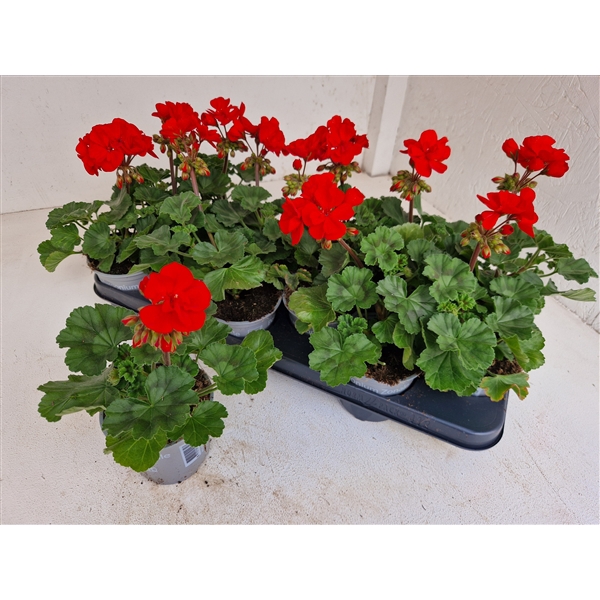 <h4>Perlargonium Zonale Tango dark Red</h4>