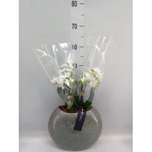 Arr.  Phalaenopsis  H%