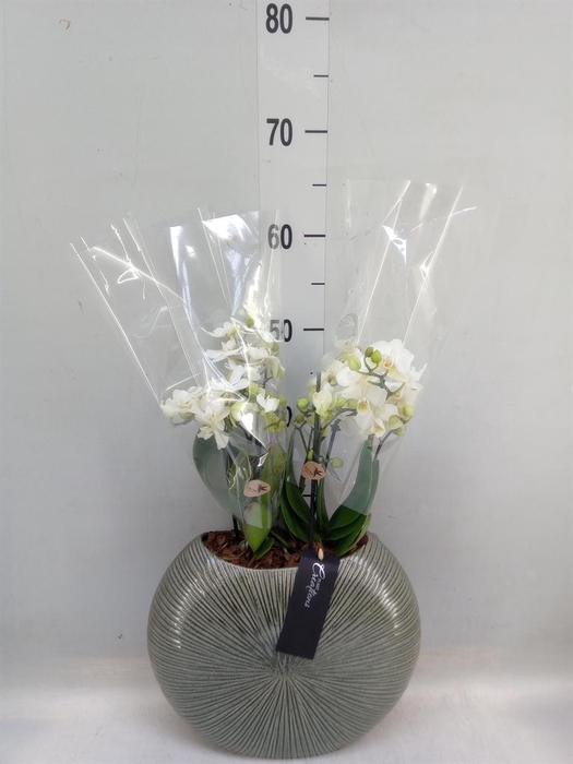 <h4>Arr.  Phalaenopsis  H%</h4>