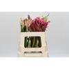 Nerine Mix