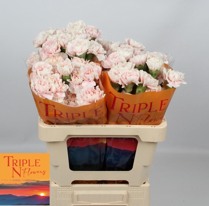 <h4>DI ST ALTAIR</h4>