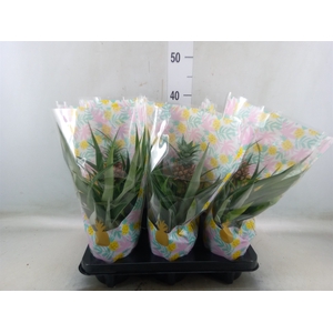 Ananas  'Mi Amigo'