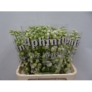 DELPH DU DEW SIBERIA