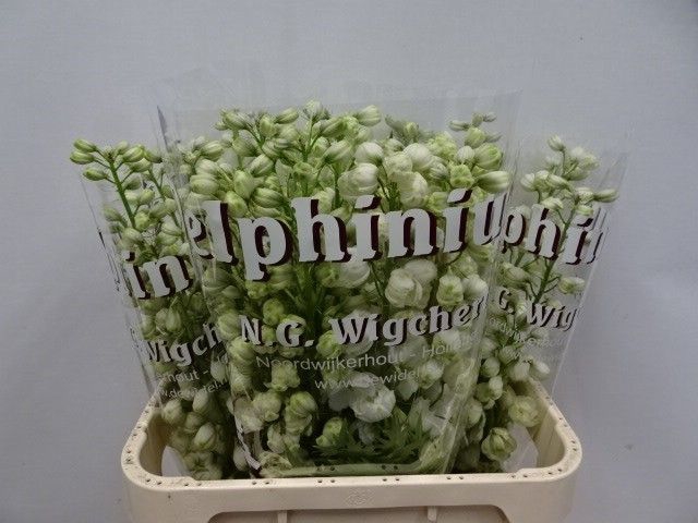 <h4>DELPH DU DEW SIBERIA</h4>
