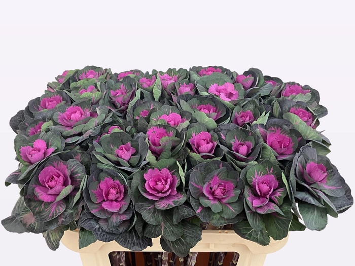 <h4>BRASS RED CRANE</h4>