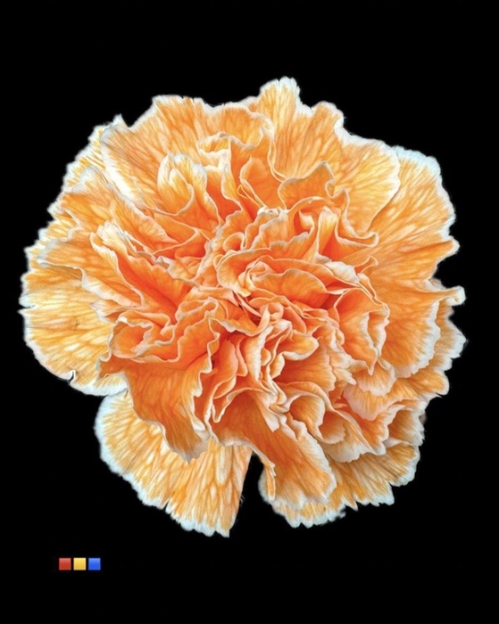 <h4>Dianthus St Salmon</h4>