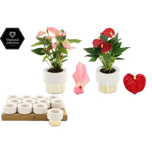 Anthurium 6 cm 2 color mix in Lush Gold ceramics