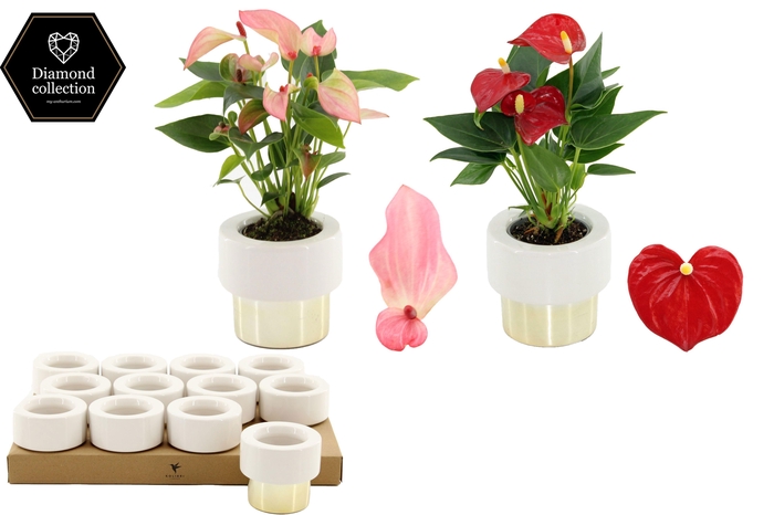 <h4>Anthurium 6 cm 2 color mix in Lush Gold ceramics</h4>