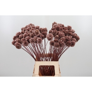 Allium Sphaero Kl Bh Rose Goud