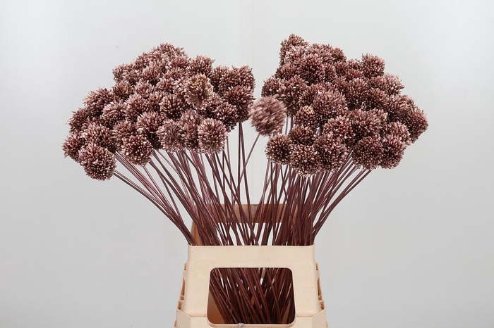 <h4>Allium Sphaero Kl Bh Rose Goud</h4>