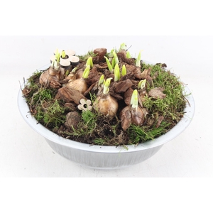 arr4 Narcis PL - Zink schaal L los