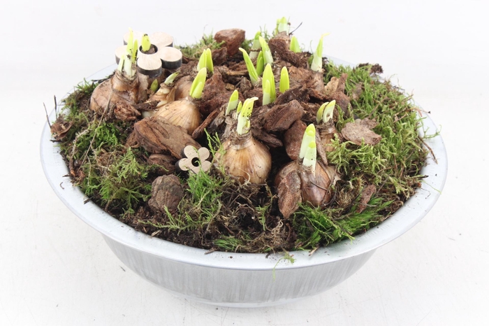 <h4>arr4 Narcis PL - Zink schaal L los</h4>