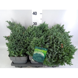Juniperus squamata 'Blue Star'