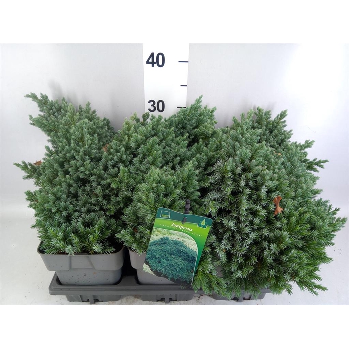 <h4>Juniperus squamata 'Blue Star'</h4>