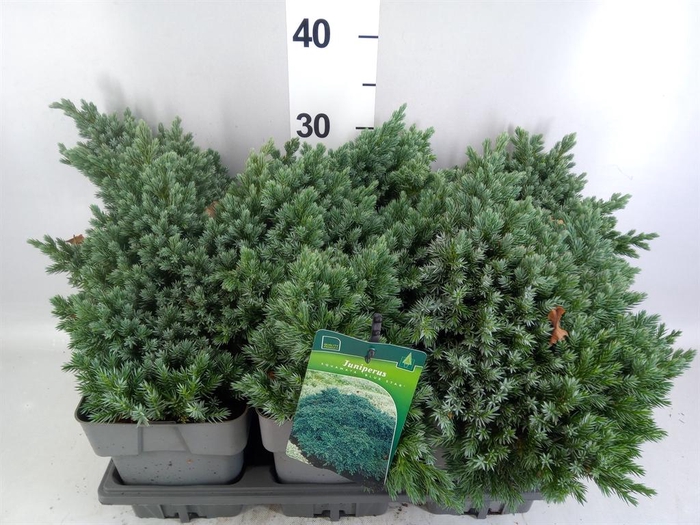 Juniperus squamata 'Blue Star'