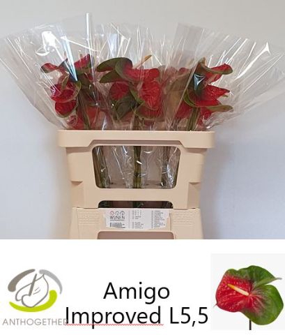 <h4>ANTH A AMIGO IMPROVE</h4>