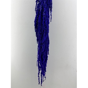 Pres Amaranthus Caud Light Purple Bunch