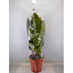 Ficus elastica 'Robusta'