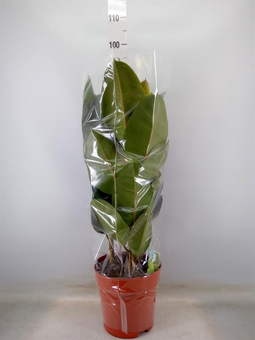 <h4>Ficus elastica 'Robusta'</h4>