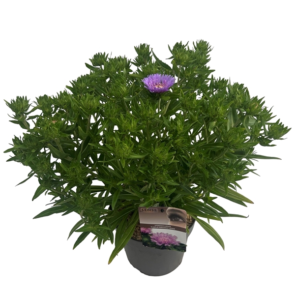 <h4>Stokesia laevis 'Purple Parasols' sense</h4>