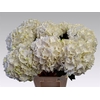 Hydrangea white verena