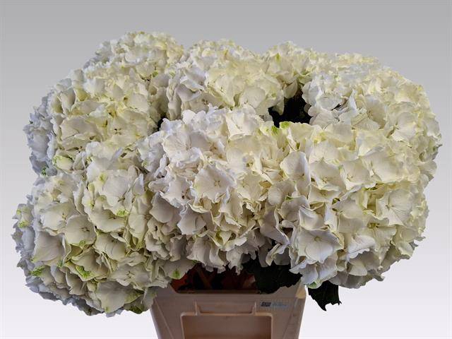 Hydrangea white verena