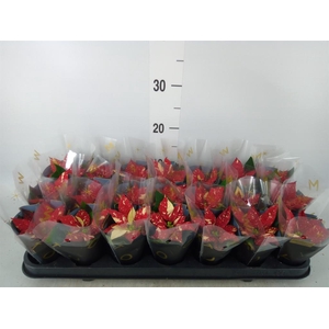 Euphorbia pulc. 'Superba New Glitt'