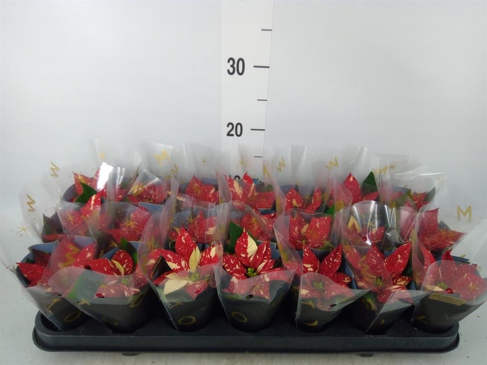 <h4>Euphorbia pulc. 'Superba New Glitt'</h4>