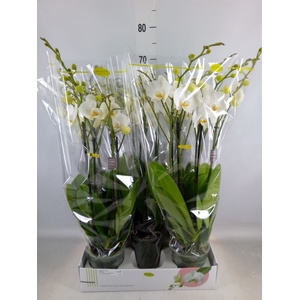 Phalaenopsis   ...white