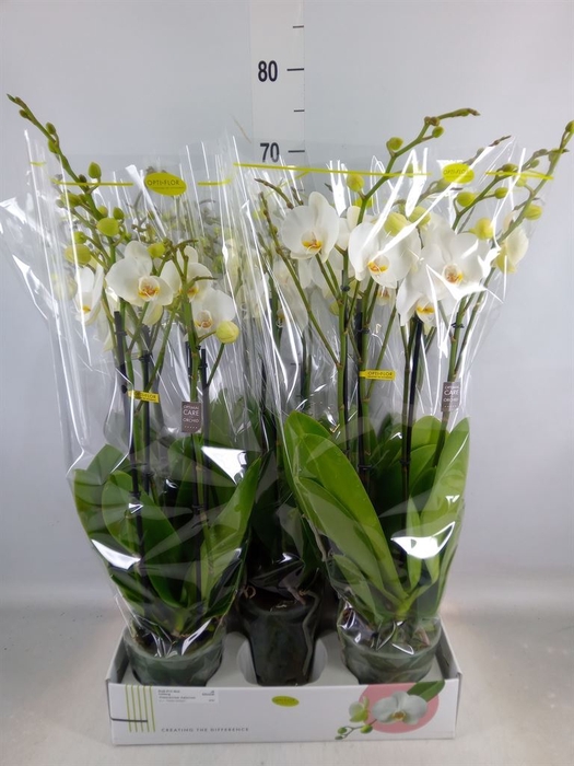 <h4>Phalaenopsis   ...white</h4>