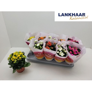 KAL GE PERF GEM 5 KL