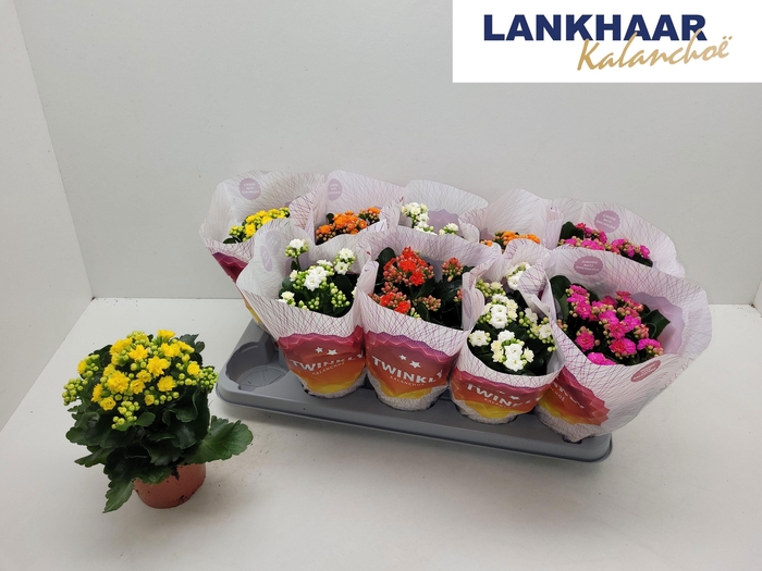 <h4>KAL GE PERF GEM 5 KL</h4>