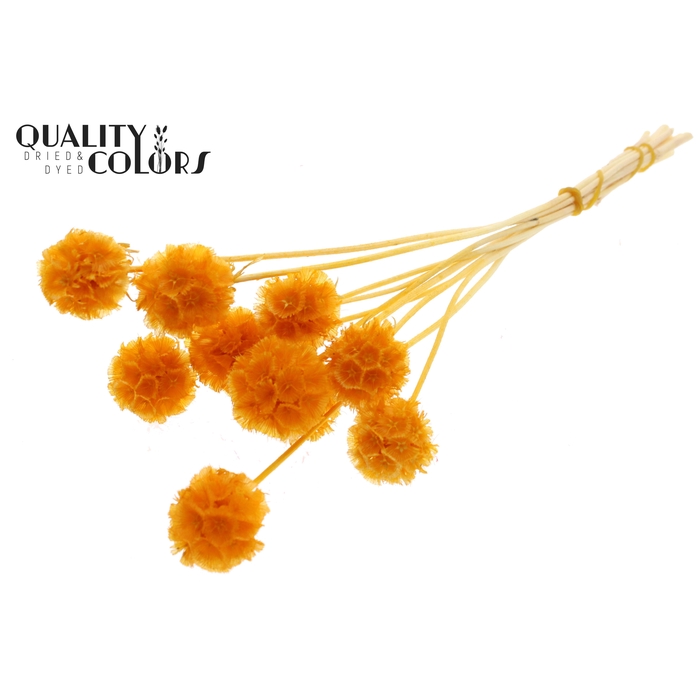 <h4>Scabiosa Preserved 10pc/bunch Bleached Apricot</h4>