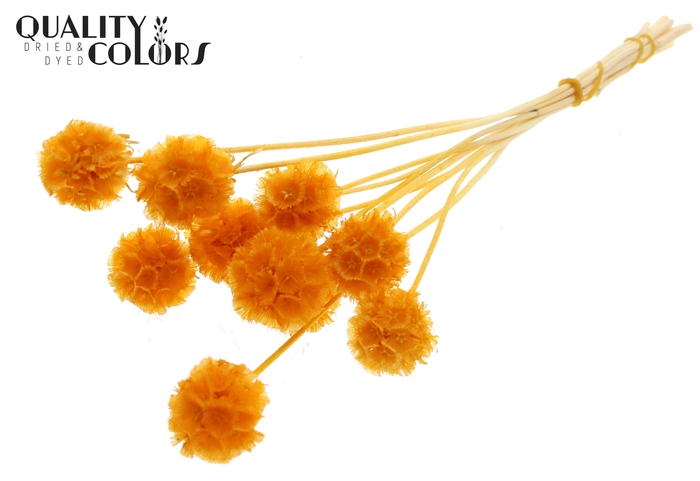 Scabiosa Preserved 10pc/bunch Bleached Apricot