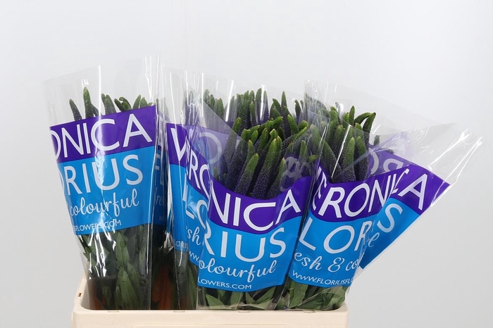 <h4>Veron Smart Navy</h4>