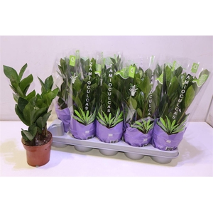 arr8 Zamio Zamiifolia