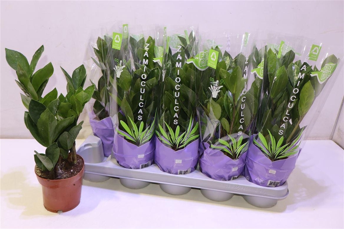 <h4>arr8 Zamio Zamiifolia</h4>