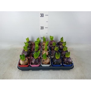 Hyacinthus orie.   ...mix 4
