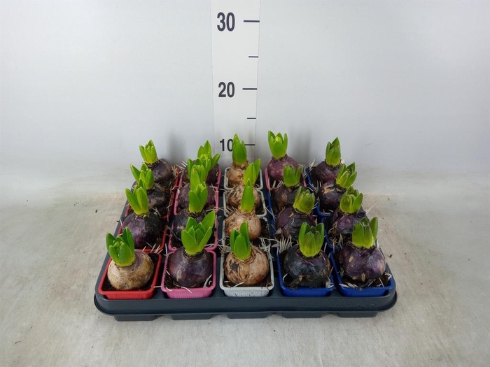 <h4>Hyacinthus orie. ...mix 4</h4>