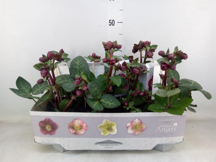 <h4>Helleborus  'Fkiss Vibey Velve'</h4>